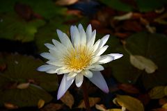 35F South Conservatory English Garden Fountain White Water Lily In Central Park East 104 St.jpg
